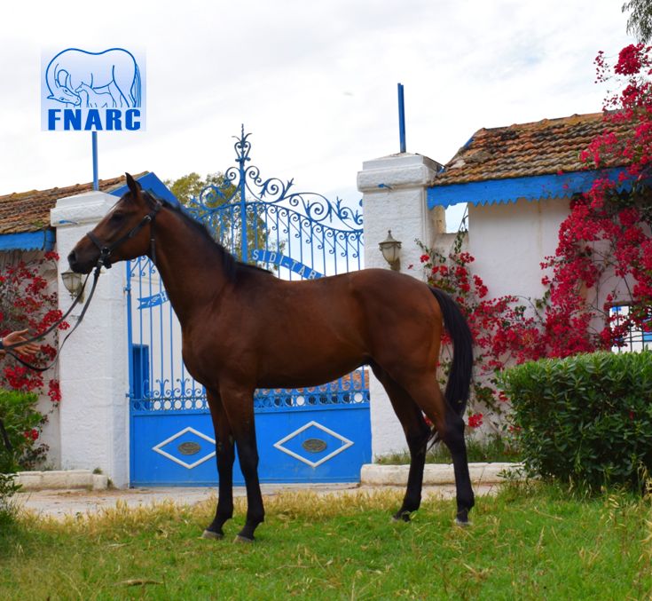 La Vente Annuelle des Chevaux Pur Sang Arabe et Pur Sang Anglais 16 mai 2026